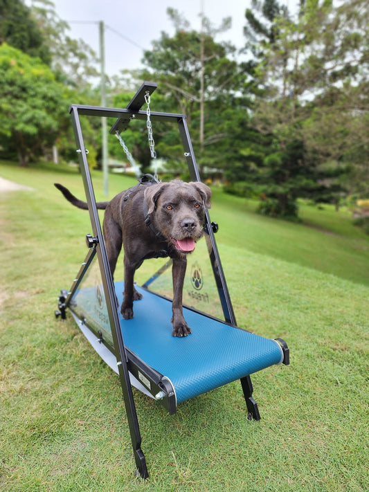 Firepaw Dragon “Carpet” Dog Treadmill - Petzii